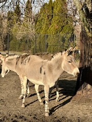 Donkeys standing and grazing in an outdoor enclosure at the Warsaw Zoo in Poland. The animals are seen in a naturalistic setting with hay, wooden fences, and trees in the background. A sunny day enhan