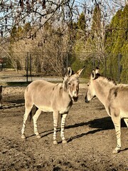 Donkeys standing and grazing in an outdoor enclosure at the Warsaw Zoo in Poland. The animals are seen in a naturalistic setting with hay, wooden fences, and trees in the background. A sunny day enhan