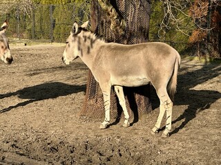 Donkeys standing and grazing in an outdoor enclosure at the Warsaw Zoo in Poland. The animals are seen in a naturalistic setting with hay, wooden fences, and trees in the background. A sunny day enhan