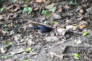 ave tiê preto - Tachyphonus coronatus
