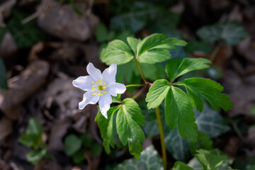 Beautiful white flower of Anemone nemorosa or wood  anemone  in spring, close up