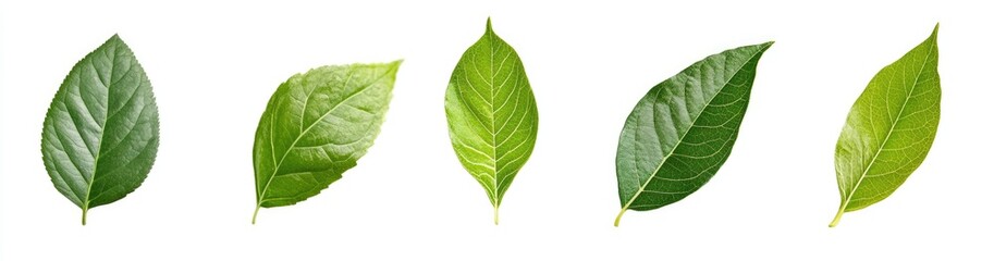 Obraz premium Vibrant Green Leaves (1)