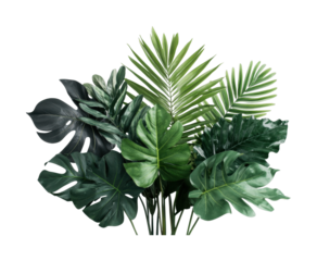 Variety of tropical green leaves monstera and palm arrangement, cut out - stock png.