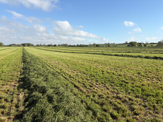Grass field at silage making time in hot dry weather in May, North Yorkshire, England, United Kingdom
