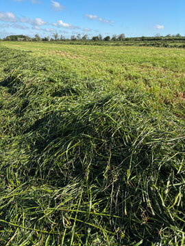 Grass field at silage making time in hot dry weather in May, North Yorkshire, England, United Kingdom