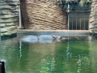 A hippopotamus partially submerged in a green-hued pool inside its enclosure at the Warsaw Zoo....