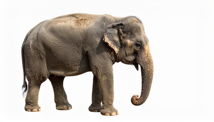 Obraz premium elephant isolated on white background.