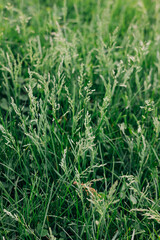 Grassland with vibrant green blades swaying gently in the breeze during a sunny afternoon in a tranquil outdoor setting
