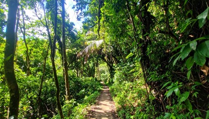 Obraz premium Emerald Jungle Trail A Serene Rainforest Adventure Awaits on This Lush Nature Path. Venture