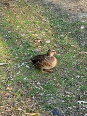 A duck is peacefully resting while sitting on a patch of green grass. Its feathers display natural earthy tones, blending softly with the surrounding greenery. The scene captures a calm and serene mom
