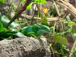 A Fijian binturong iguana resting on a rock among leaves inside its enclosure at the Warsaw Zoo....
