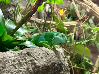 A Fijian binturong iguana resting on a rock among leaves inside its enclosure at the Warsaw Zoo....