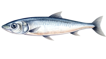 Detailed watercolor illustration of a single sardine fish isolated on white background
