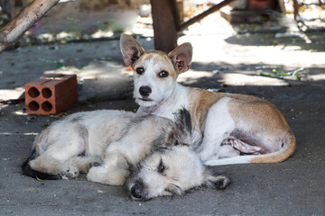 Two Dogs Resting Together in the Sun
