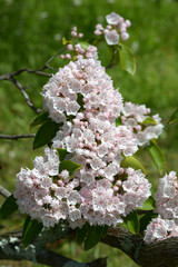 アメリカシャクナゲ