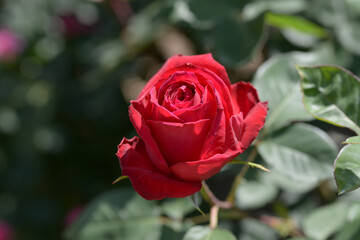 グランド・マスター・ピース　バラの花