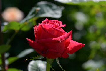 グランド・マスター・ピース　バラの花