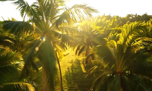 Palm trees in bright sunlight in a palm grove