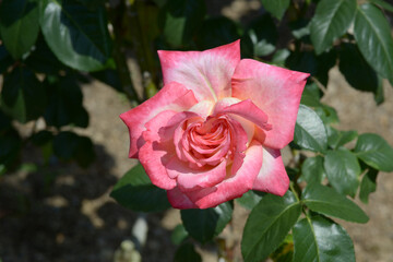 彩雲　バラの花