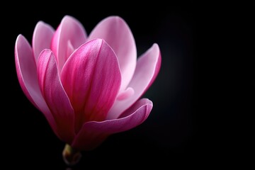 Fototapeta premium Close-up view of a vibrant pink magnolia flower.