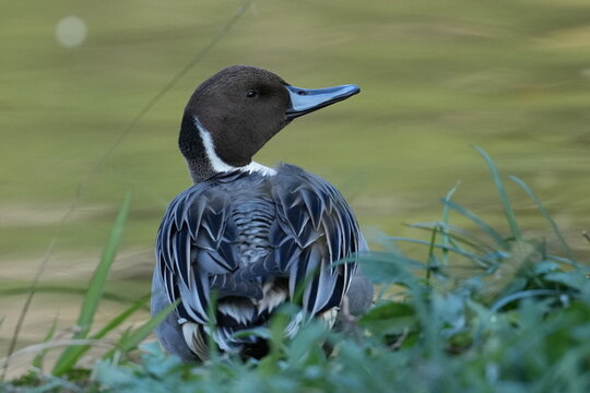 northern pintail