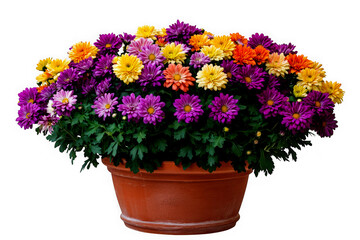 Colorful mums in pot arrangement on transparent background