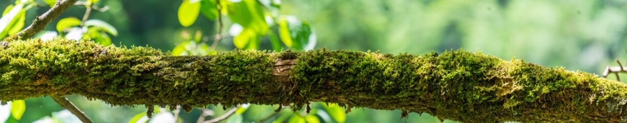 moss growing in an old tree in the forest.