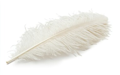 White ostrich feather