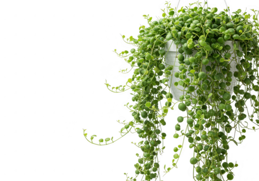 String of pearls plant in white pot isolated on transparent background