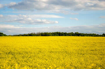 Obraz premium A vast field of blooming rapeseed stretches under a sunny sky, bordered by lush greenery and scattered clouds in the distance