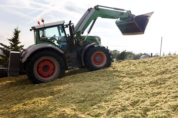 Obraz premium Production of fodder in agricultural complex. Tractor delving pile of shredded maize.