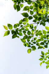 green leaves background.  Green leaves of zelkova trees taken against the sky.