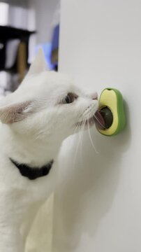 white cat licking the avocado catnip