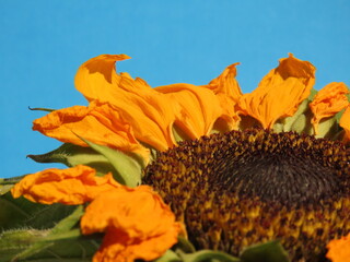 Closeup of a weathered sunflower with light blue background.