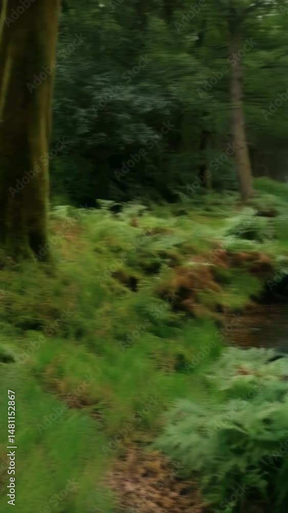 Poster scenic view of a calm stream flowing through a lush green forest with fern growth and moss-covered r
