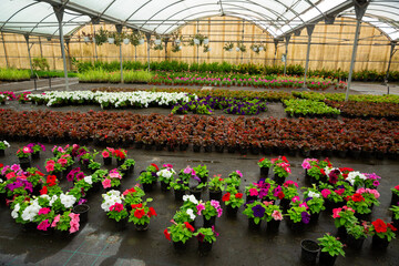 Growing various flowers for sale in greenhouse. Flower orangery