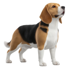 Playful beagle dog standing proudly with a shiny coat and bright eyes in a natural outdoor setting