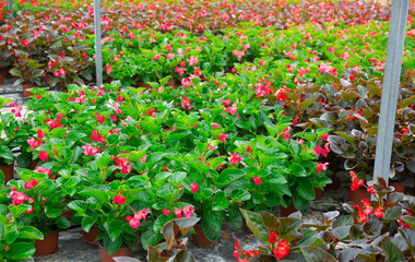 Growing various flowers for sale in greenhouse. Flower orangery