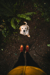Golden Retriever Puppy Looking Up at Owner Standing on a Muddy Forest Trail
