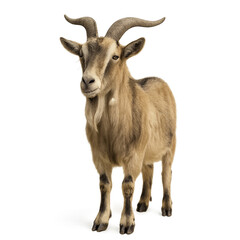 Fototapeta premium goat isolated on white
