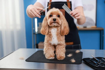 Woman cutting dog's hair with scissors indoors, closeup. Pet grooming