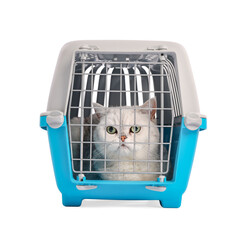 Cute cat in pet carrier isolated on white