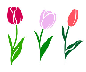 Obraz premium Three Colorful Tulips with Green Leaves. Spring Flowers in Bloom, Gardening and Floral Decoration Motif