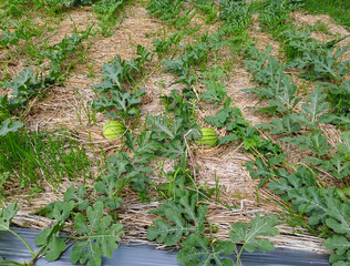 watermelon growing in the field. watermelon on plantation	
