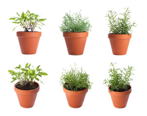 Different aromatic herbs in clay pots isolated on white, set