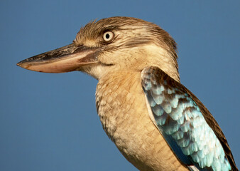 Blue-winged kookaburra (Dacelo leachii)