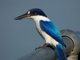Forest kingfisher (Todiramphus macleayii)