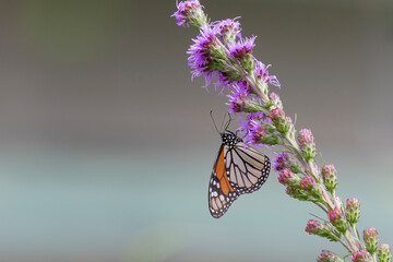 monarch butterfly on purple wildflower
