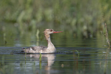 hen common merganser swimming