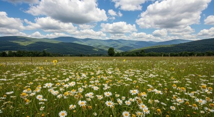 Daisy meadow representing natural beauty and serenity with mountain backdrop and cloudy sky